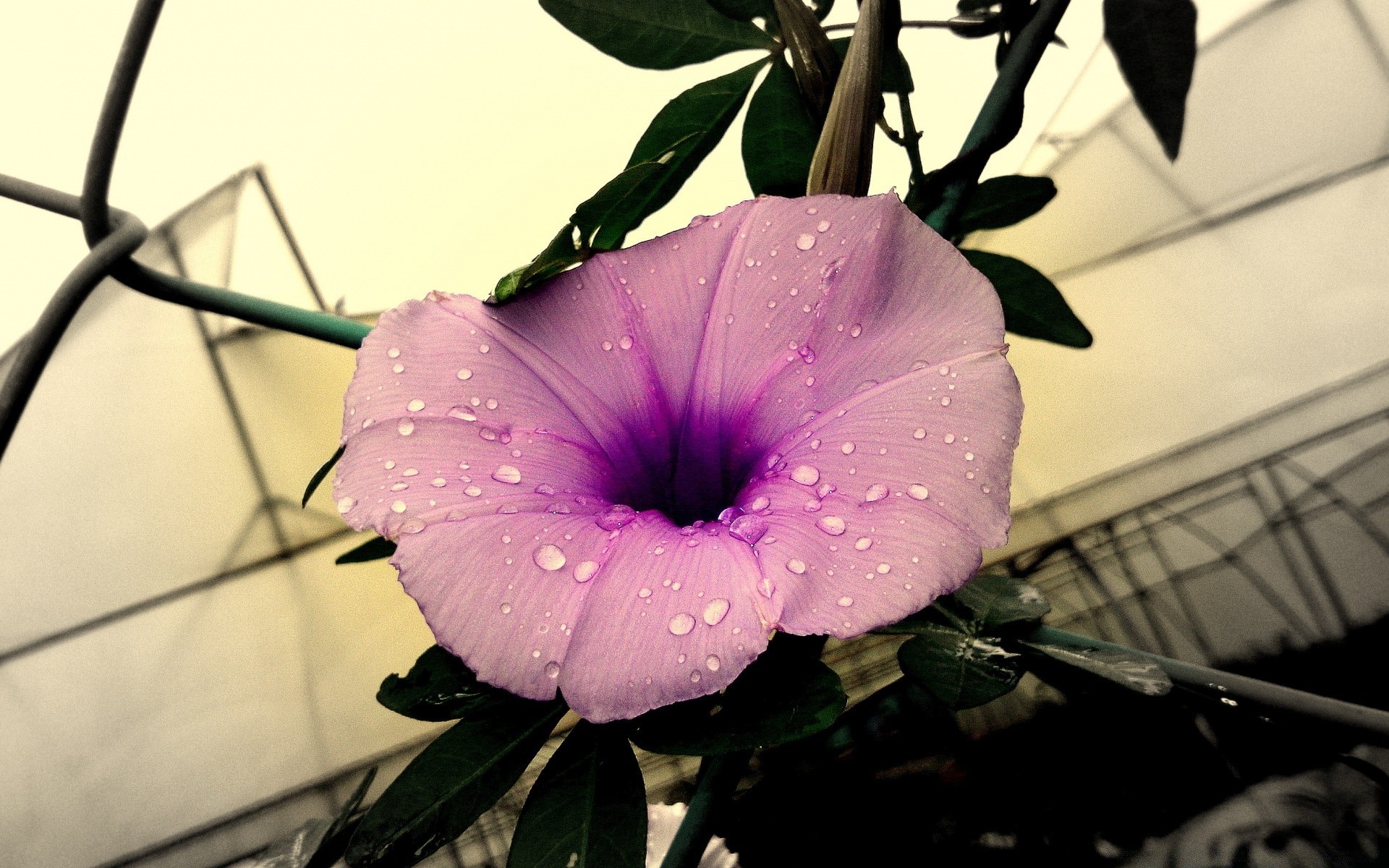 vintage flor naturaleza flora hoja color jardín