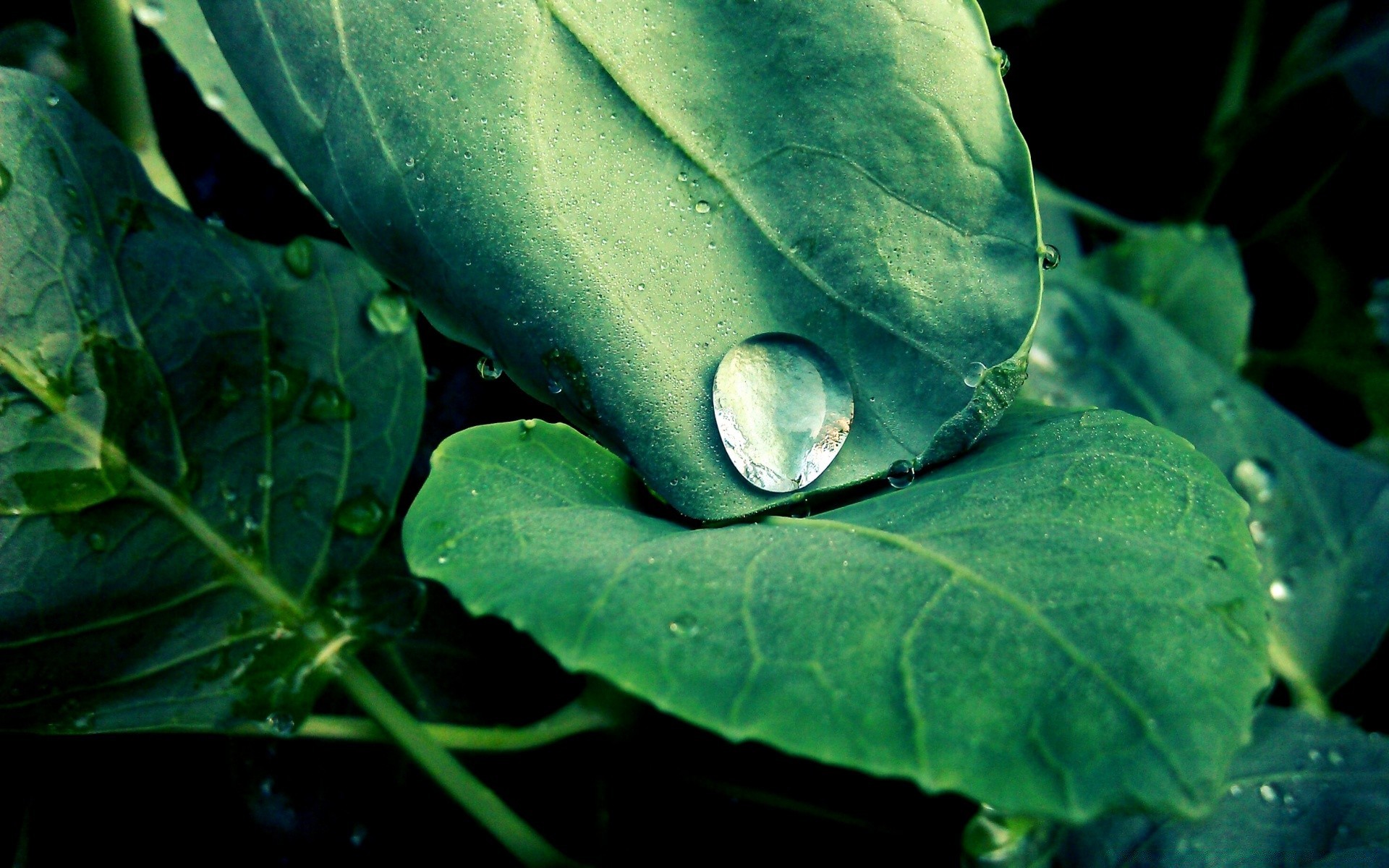 vintage leaf nature flora rain drop growth close-up garden water food dew wet desktop freshness color