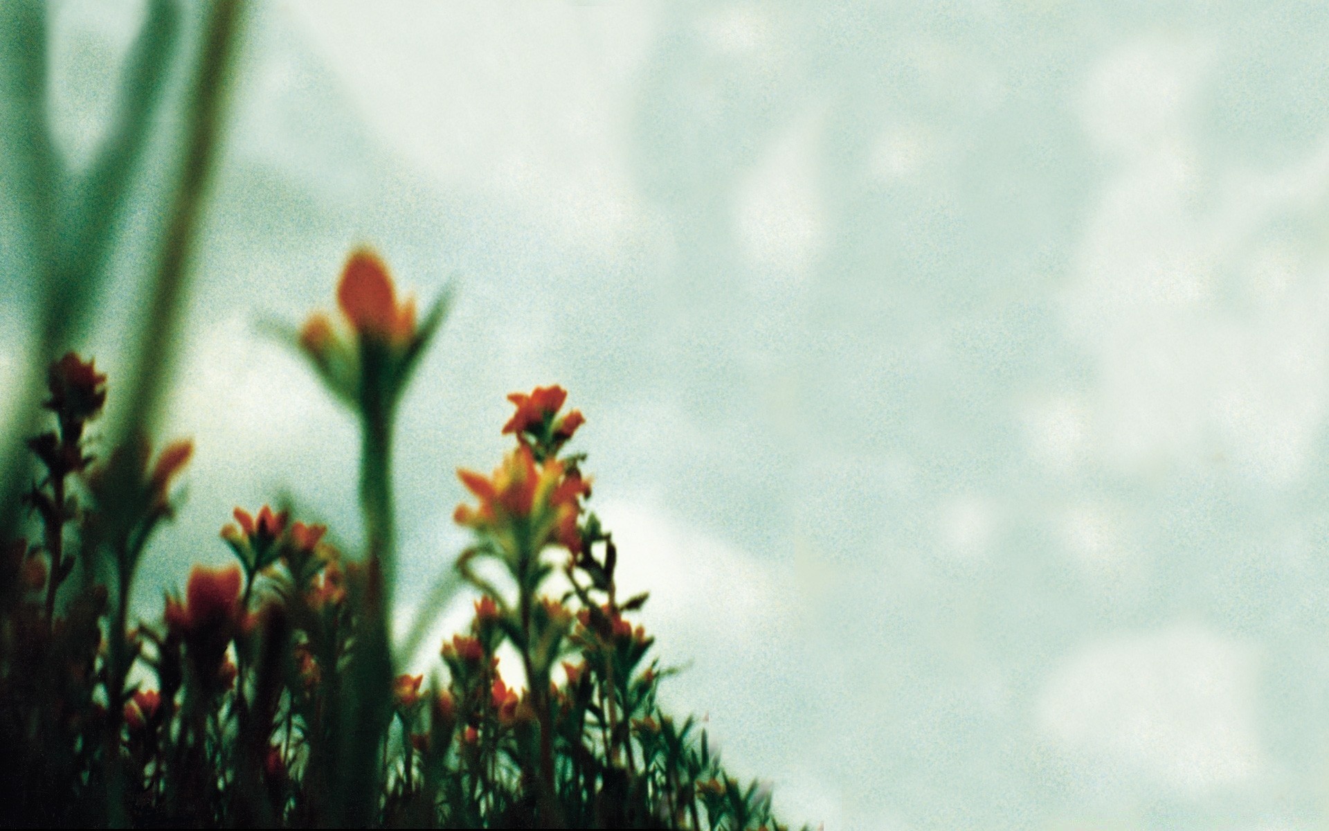 vintage natureza flor borrão ao ar livre folha verão crescimento flora grama