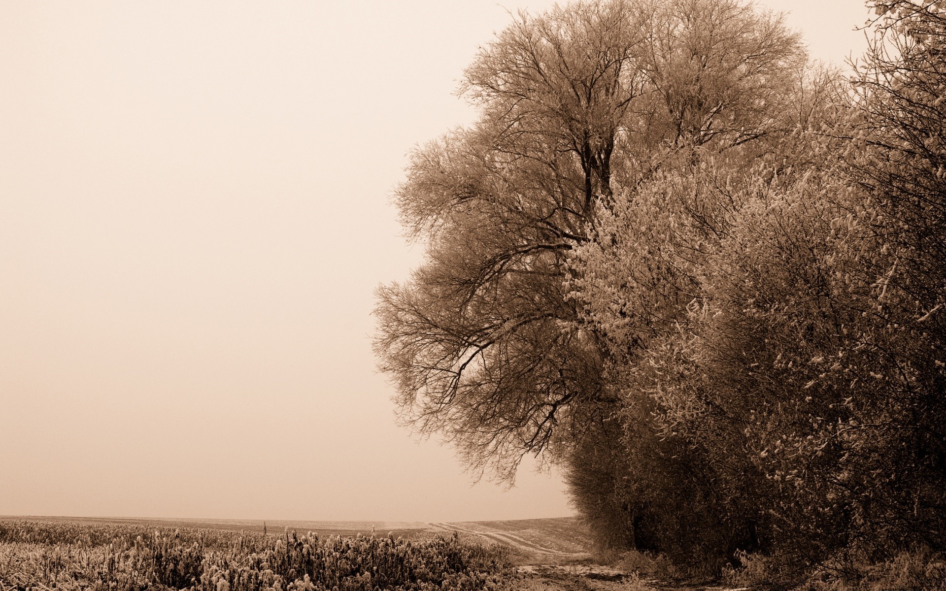 vintage inverno paesaggio nebbia albero alba neve natura nebbia legno autunno gelo singolo campagna tempo freddo all aperto sole