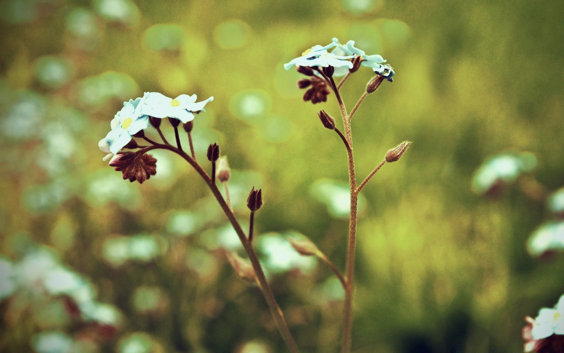 vintage çiçek doğa açık havada flora yaz yaprak güzel havalarda parlak renk bahçe çimen