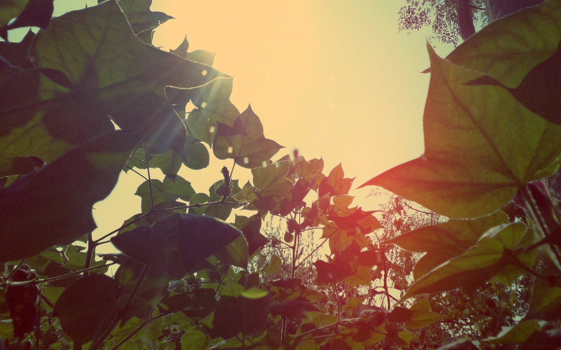 vintage leaf jesień klon flora natura pulpit kolor drzewo streszczenie światło ogrodowe jasny sezon winorośli oddział tekstura zewnętrzna piękna dekoracja