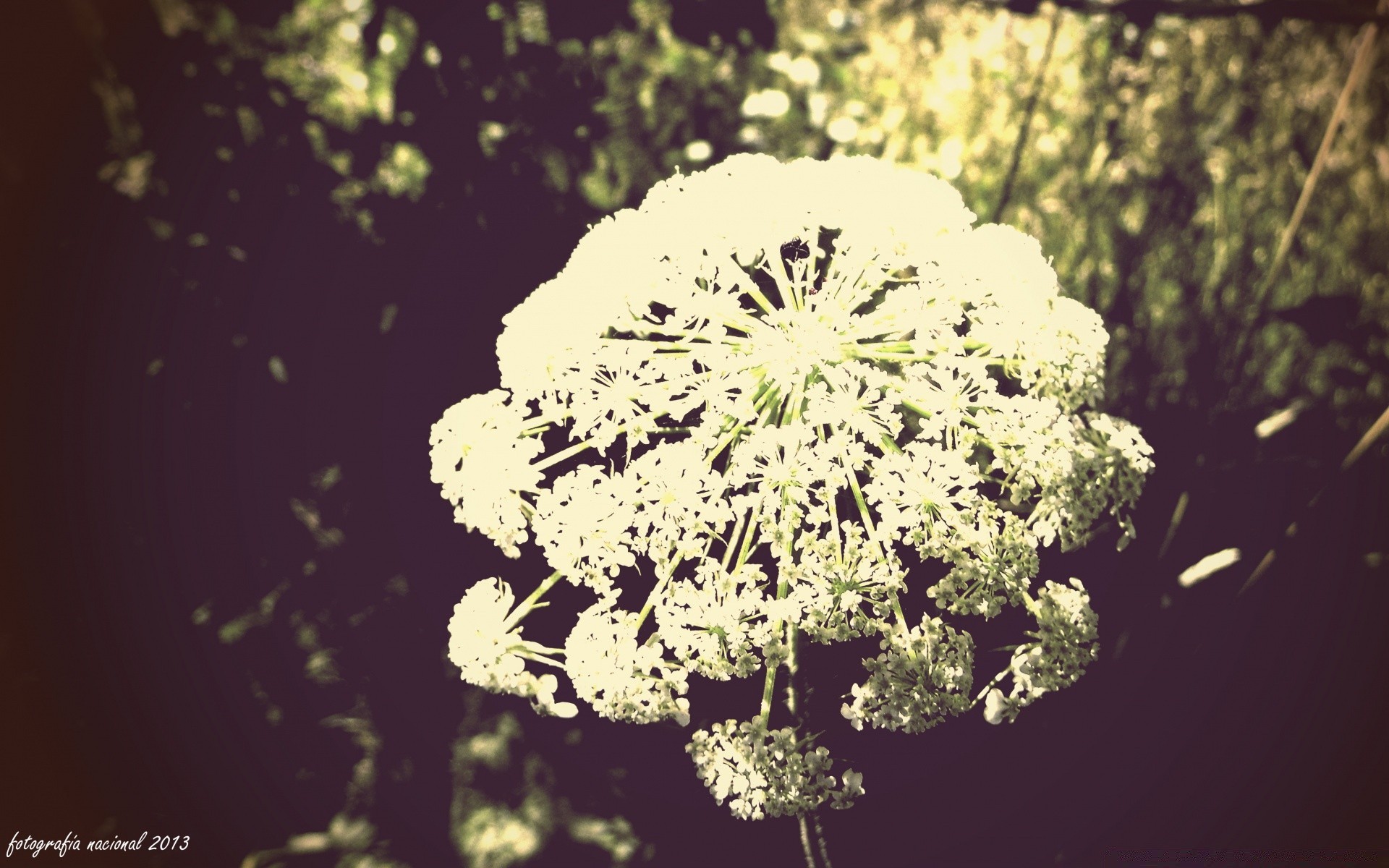 vintage nature fleur flore feuille à l extérieur saison décoration été croissance arbre de bureau