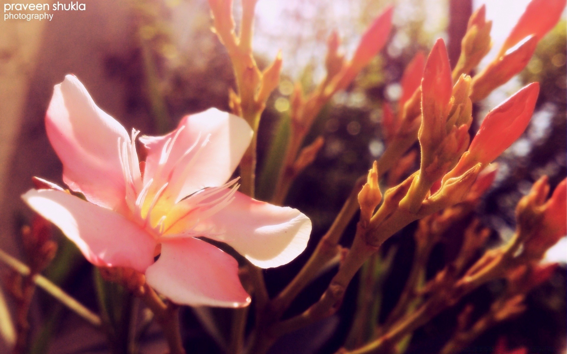 vintage doğa çiçek yaprak flora açık havada parlak yaz tropikal büyüme petal bahçe narin