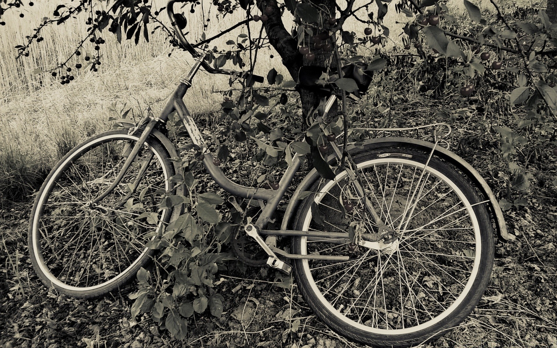 vintage wheel bike spoke monochrome transportation system outdoors nature tire retro wood old vehicle tree