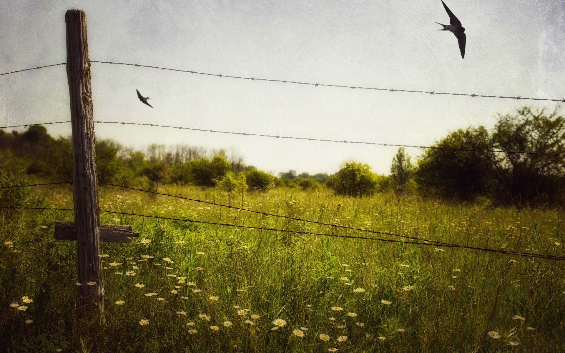 vintage à l extérieur fil clôture oiseau nature paysage lumière du jour fil de fer barbelé terres cultivées ciel liberté herbe la faune environnement bois militaire unique l agriculture