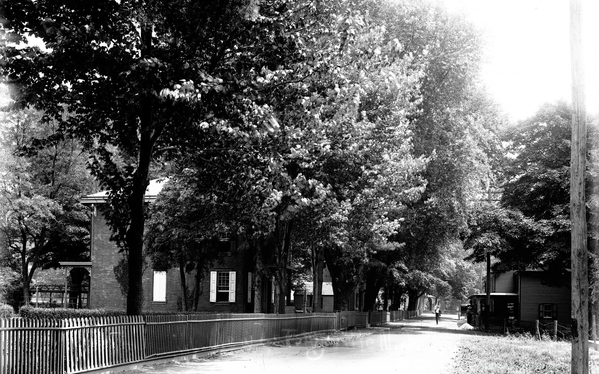 vintage albero inverno neve parco all aperto strada paesaggio tempo stagione legno natura