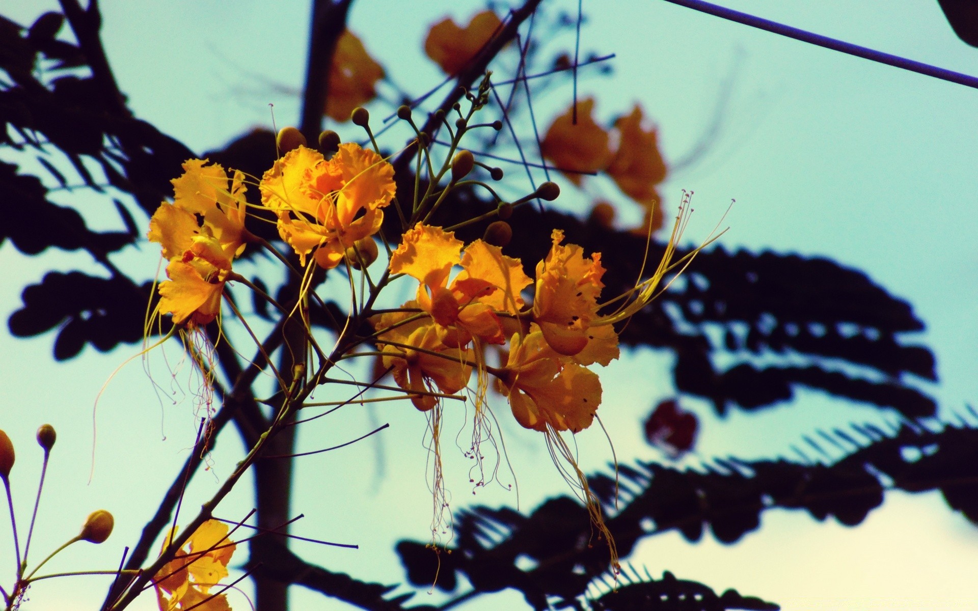 vintage nature feuille fleur flore automne couleur lumineux flou été à l extérieur