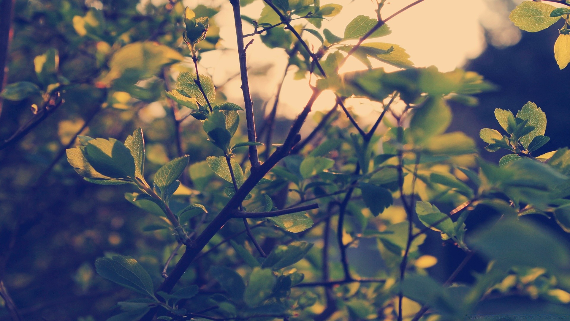 vintage liść flora drzewo natura kwiat pulpit kolor na zewnątrz ogród oddział wzrost światła zbliżenie lato środowiska