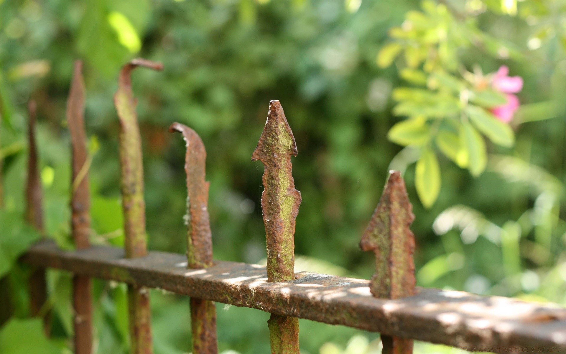 vintage liść natura flora ogród na zewnątrz wzrost lato drewno drzewo