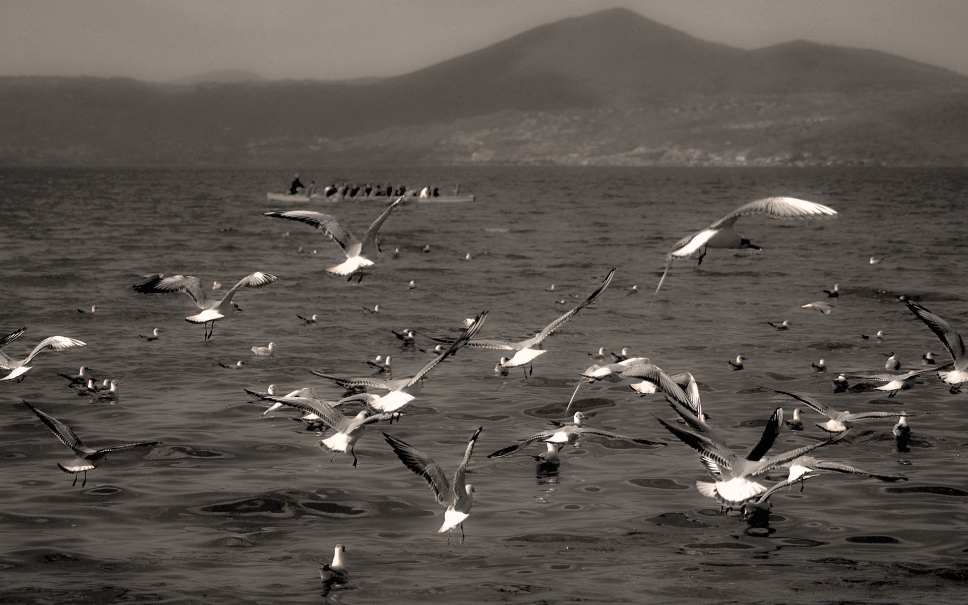 vintage pájaro gaviotas mar océano agua playa volar vuelo vida silvestre lago mar naturaleza animal reflexión paisaje cielo monocromo viento ola