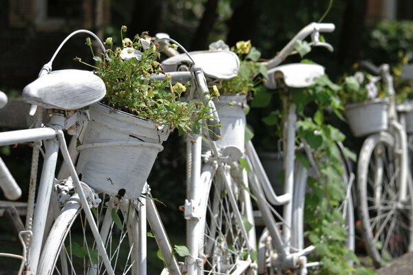 老式自行车与鲜花