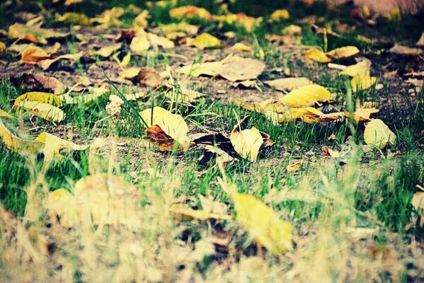 Gefallene Herbstblätter glänzen