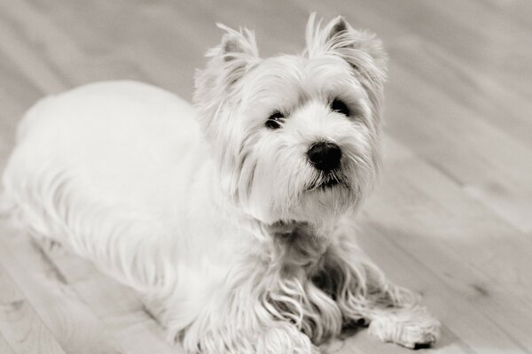 Chien mignon en noir et blanc