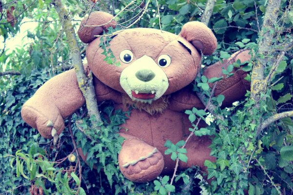 A teddy bear forgotten in the forest