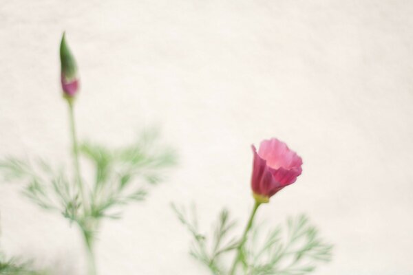 Une fleur est dissoute la seconde n est pas