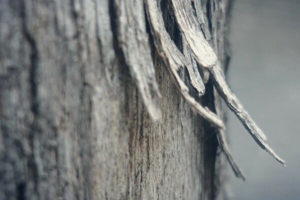 A piece of bark is separated from the trunk