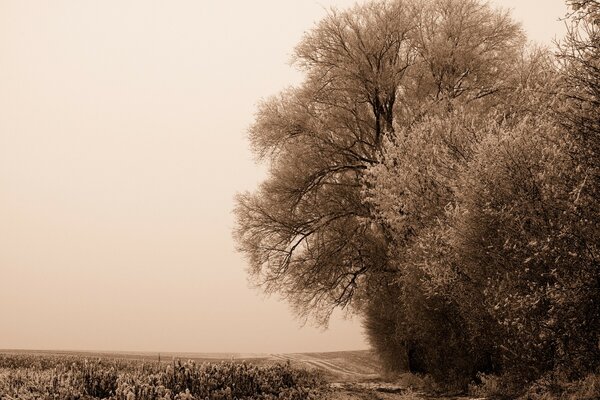 D énormes arbres pendent au-dessus de la route