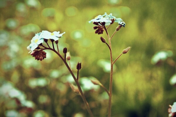 A flowering plant on a blurry background