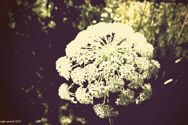 Fleur dans la forêt dans un style Vintage