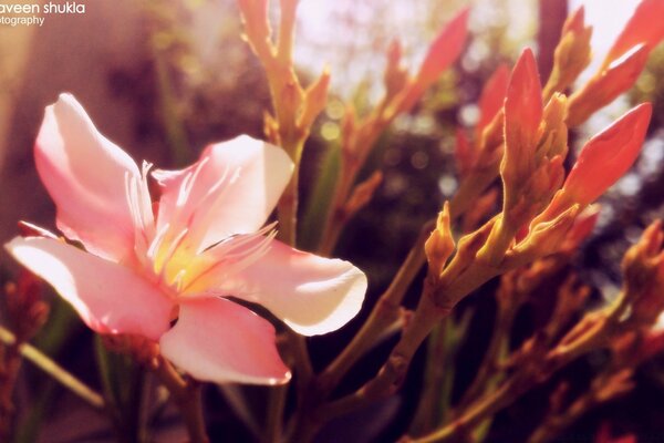 Flora foto flores natureza