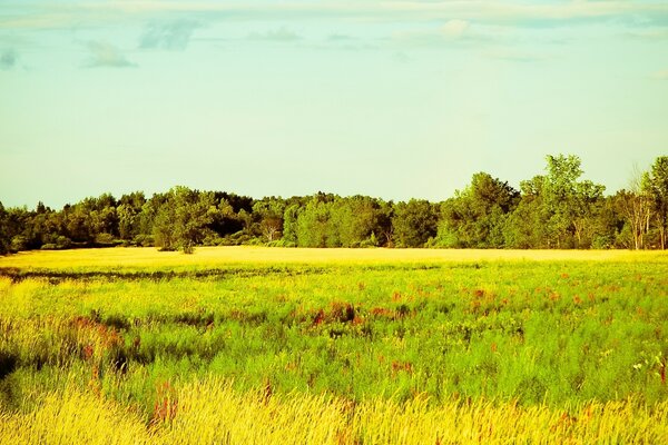 Paysage naturel du long champ