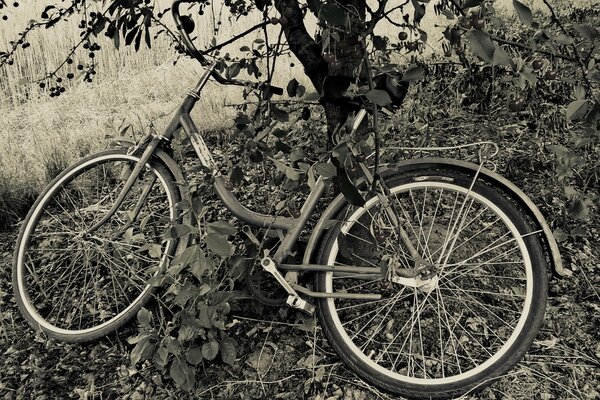 دراجة تحت شجرة الكرز
