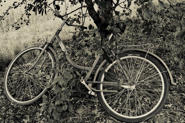 Fahrrad unter einem Kirschbaum