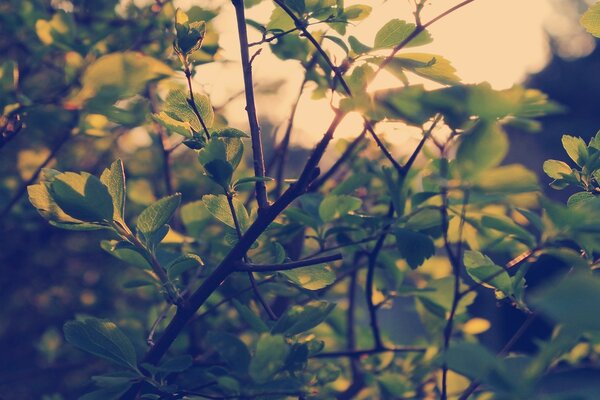 Branches et feuilles d arbres dans des tons sombres