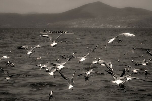 A flock of seagulls over the ocean coast