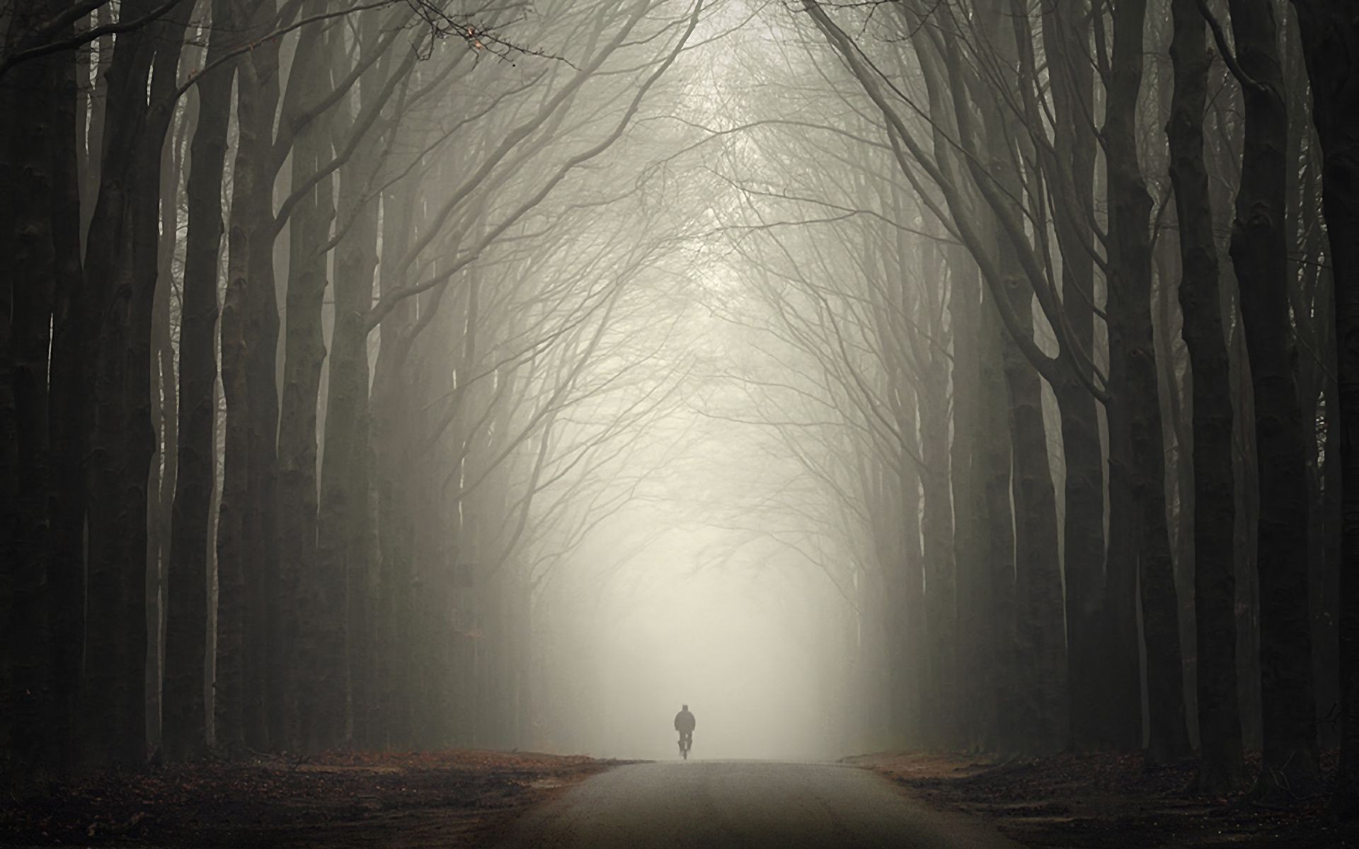 road light tree winter fog landscape wood dark shadow dawn snow fall mist