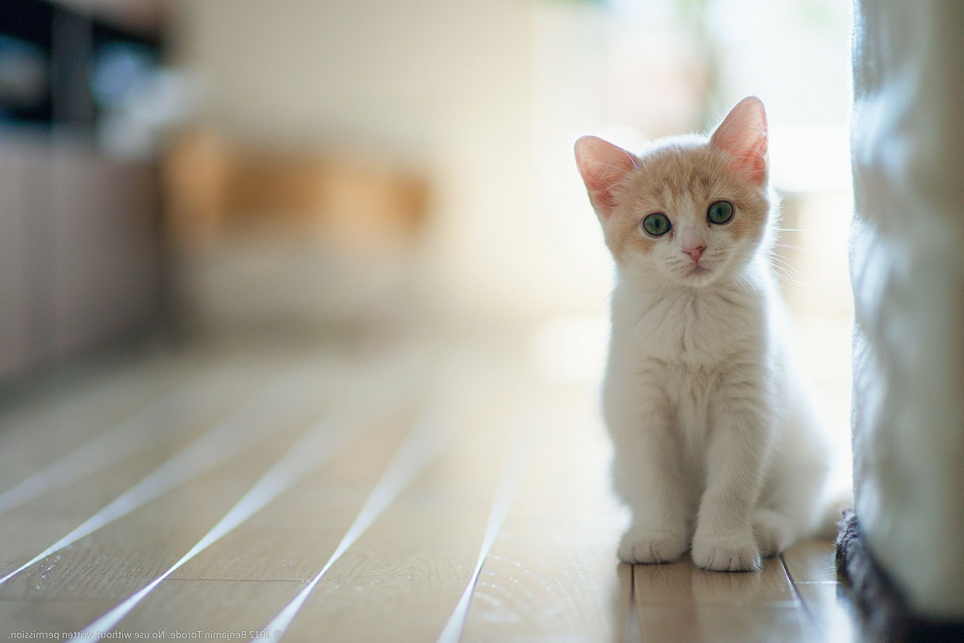 katzen katze porträt niedlich drinnen kätzchen haustier