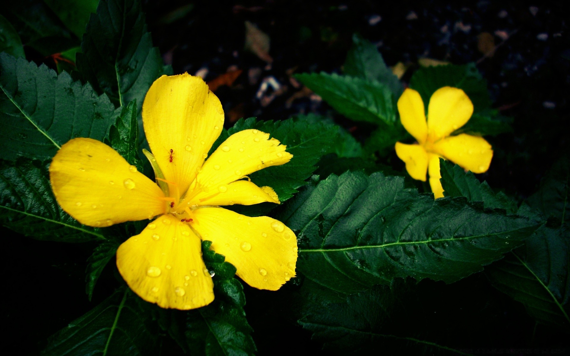 vintage nature feuille flore fleur jardin été croissance pétale bluming floral à l extérieur lumineux couleur tropical belle