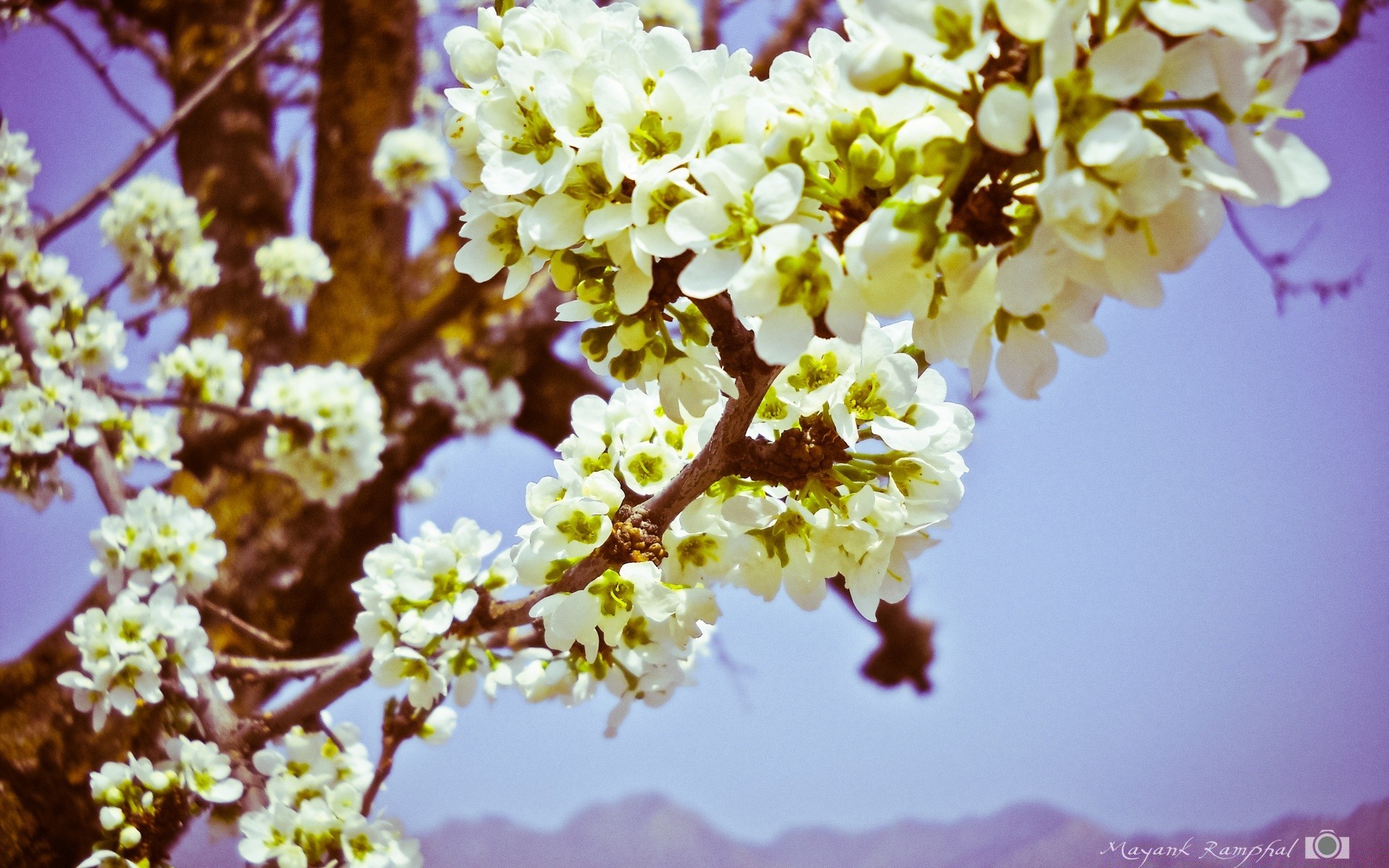 vintage fleur nature cerise flore saison branche arbre bluming pétale croissance feuille floral à l extérieur lumineux jardin beau temps gros plan été couleur