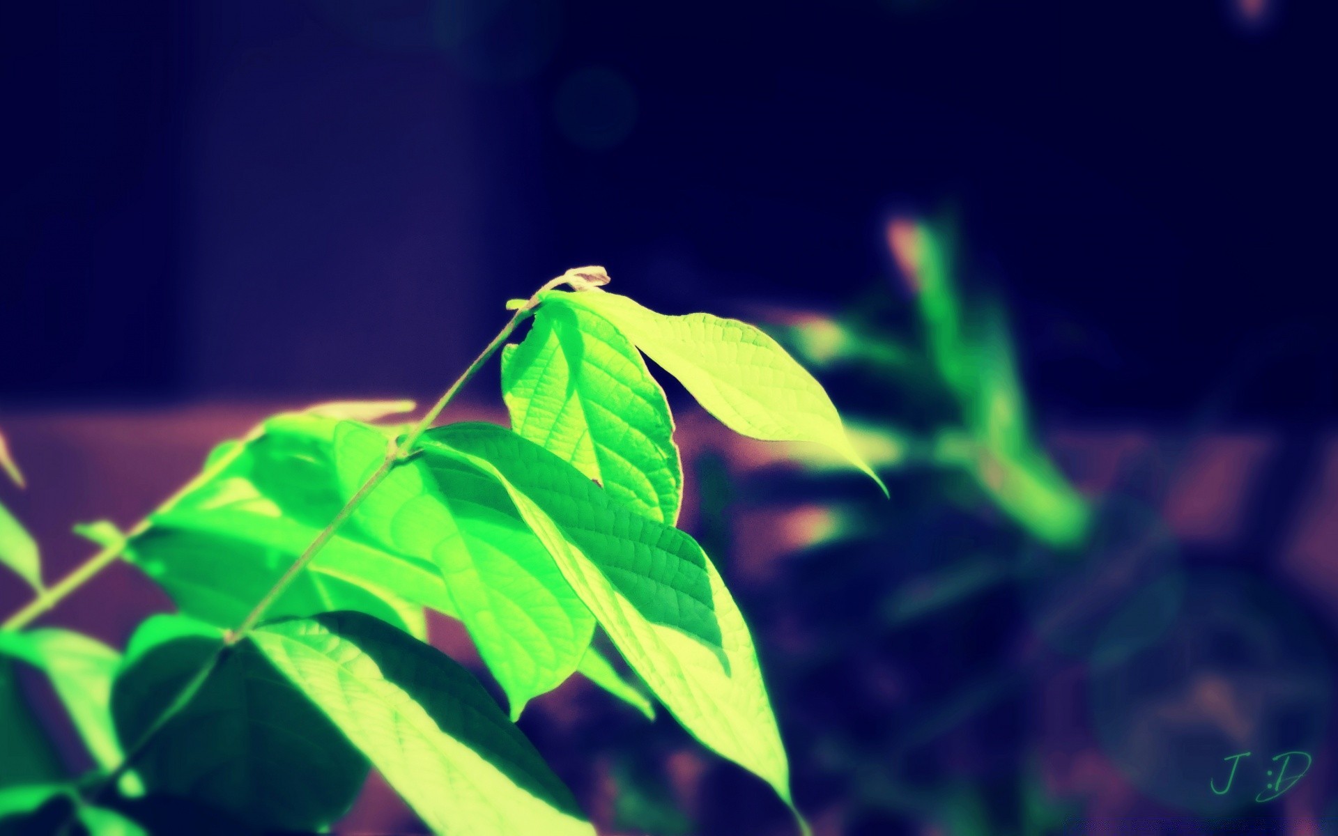 vintage feuille flore nature croissance environnement jardin lumière à l extérieur été couleur lumineux bois bureau