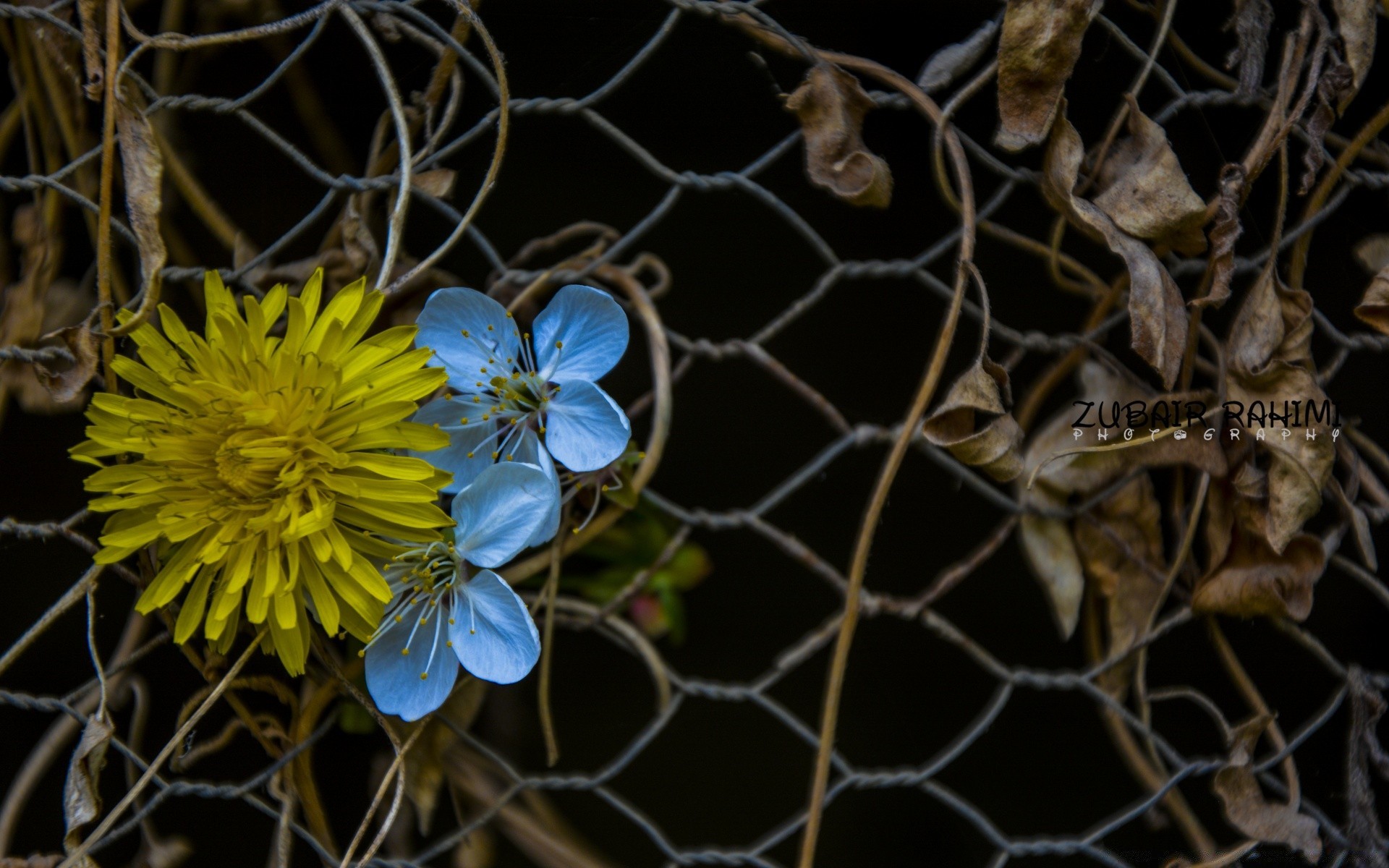 vintage nature clôture cage fil de fer barbelé prison web bureau à l extérieur forte bois environnement