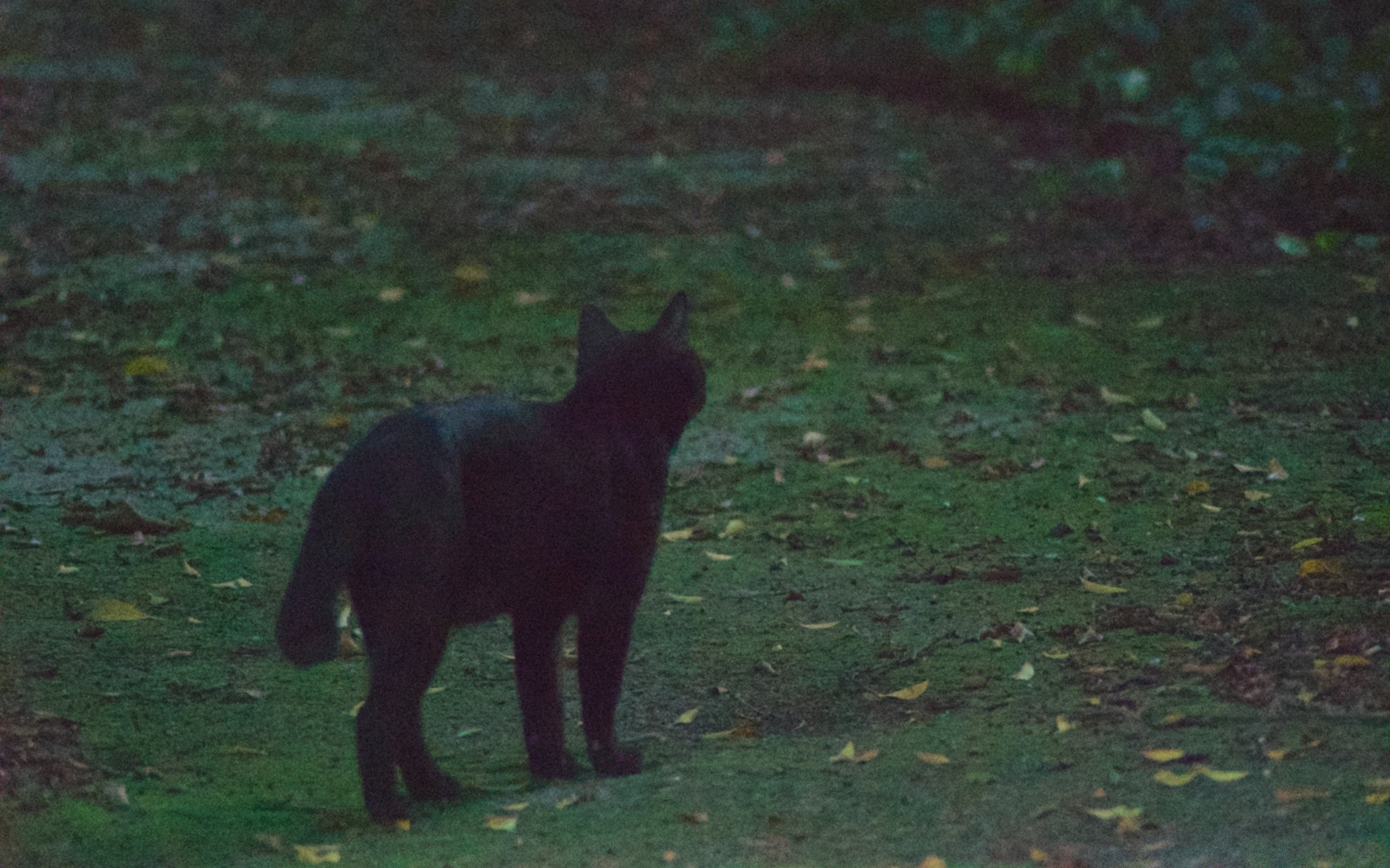 annata mammifero gatto uno all aperto cane ritratto