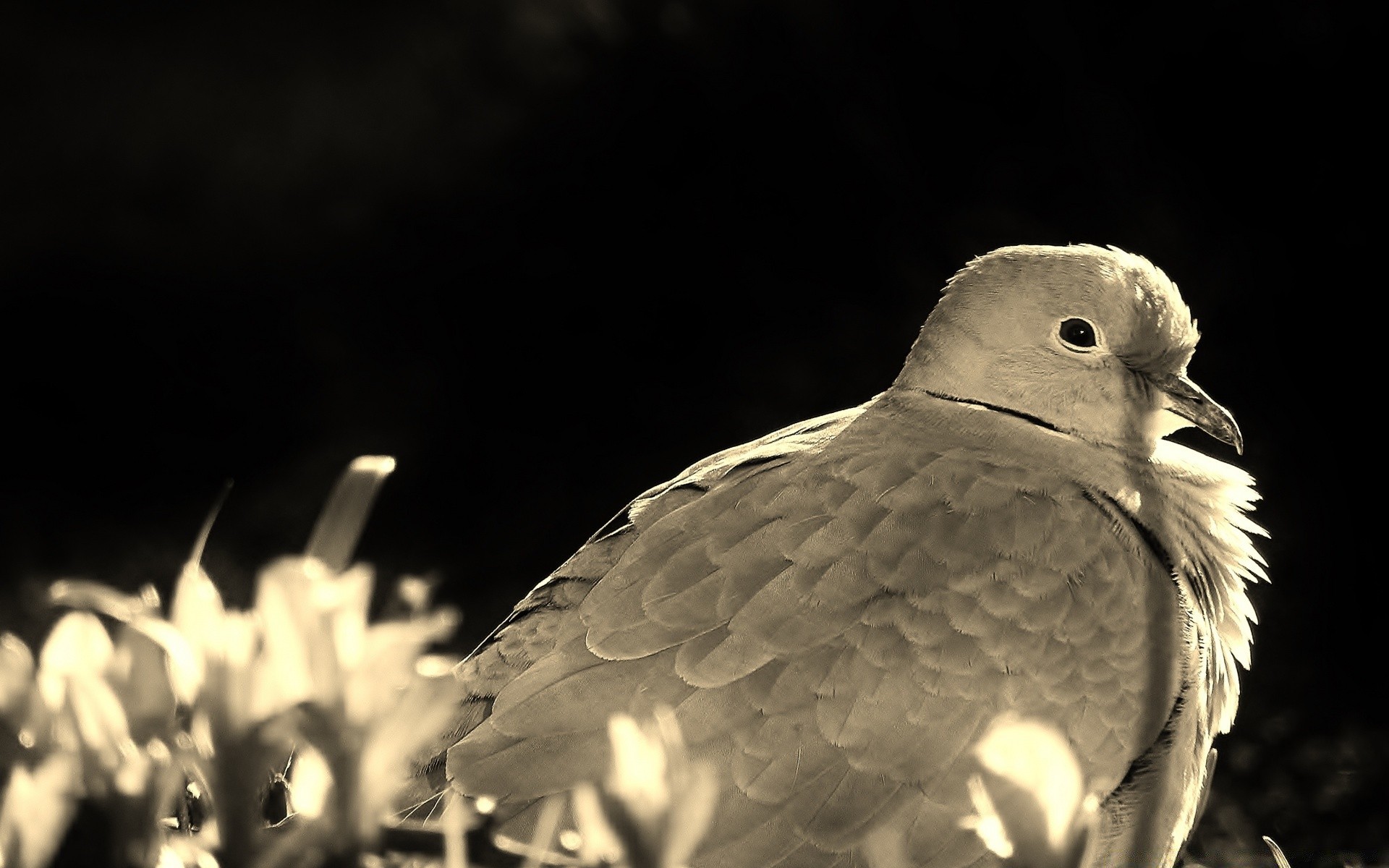 vintage pájaro vida silvestre naturaleza al aire libre paloma solo