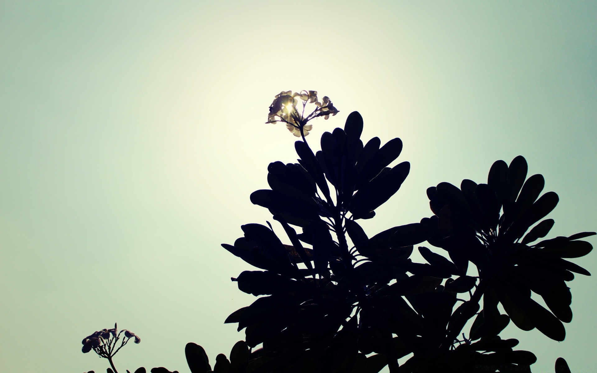 vintage natura fiore sole silhouette foglia albero estate flora alba paesaggio cielo monocromatico luce tramonto