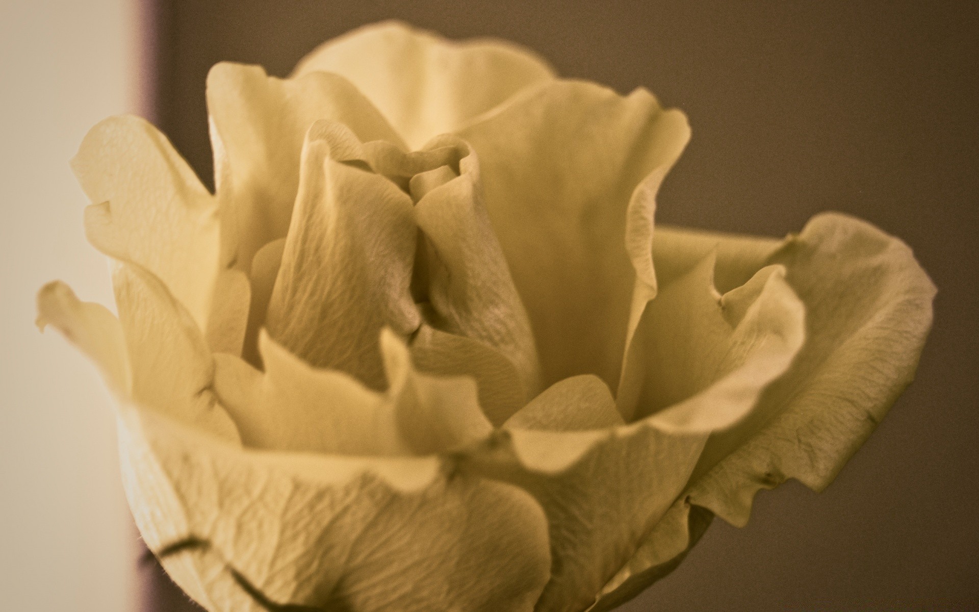 vintage naturaleza muerta flor desenfoque boda solo amor monocromo naturaleza rosa interior