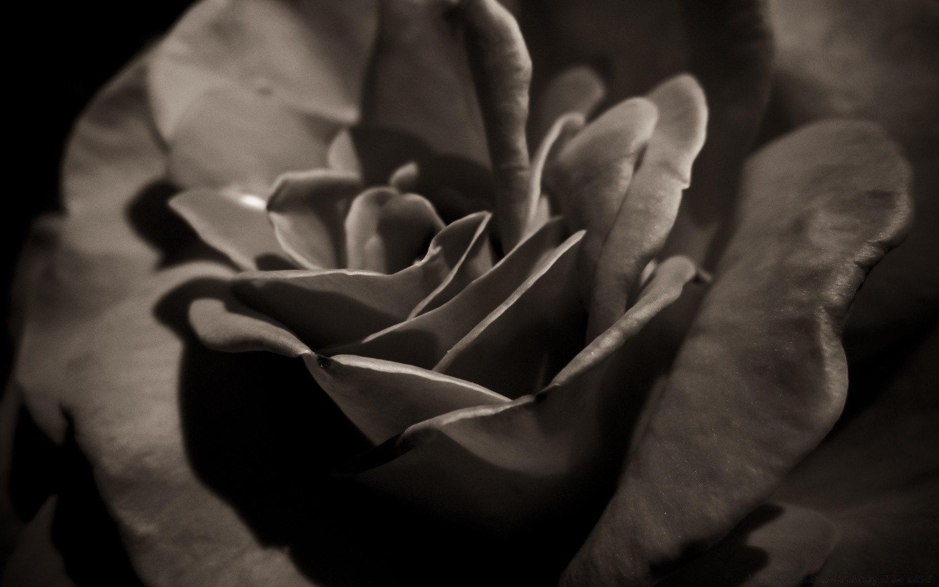 vintage monochrome amour noir et blanc fleur sombre nature ombre un flou rose mariage