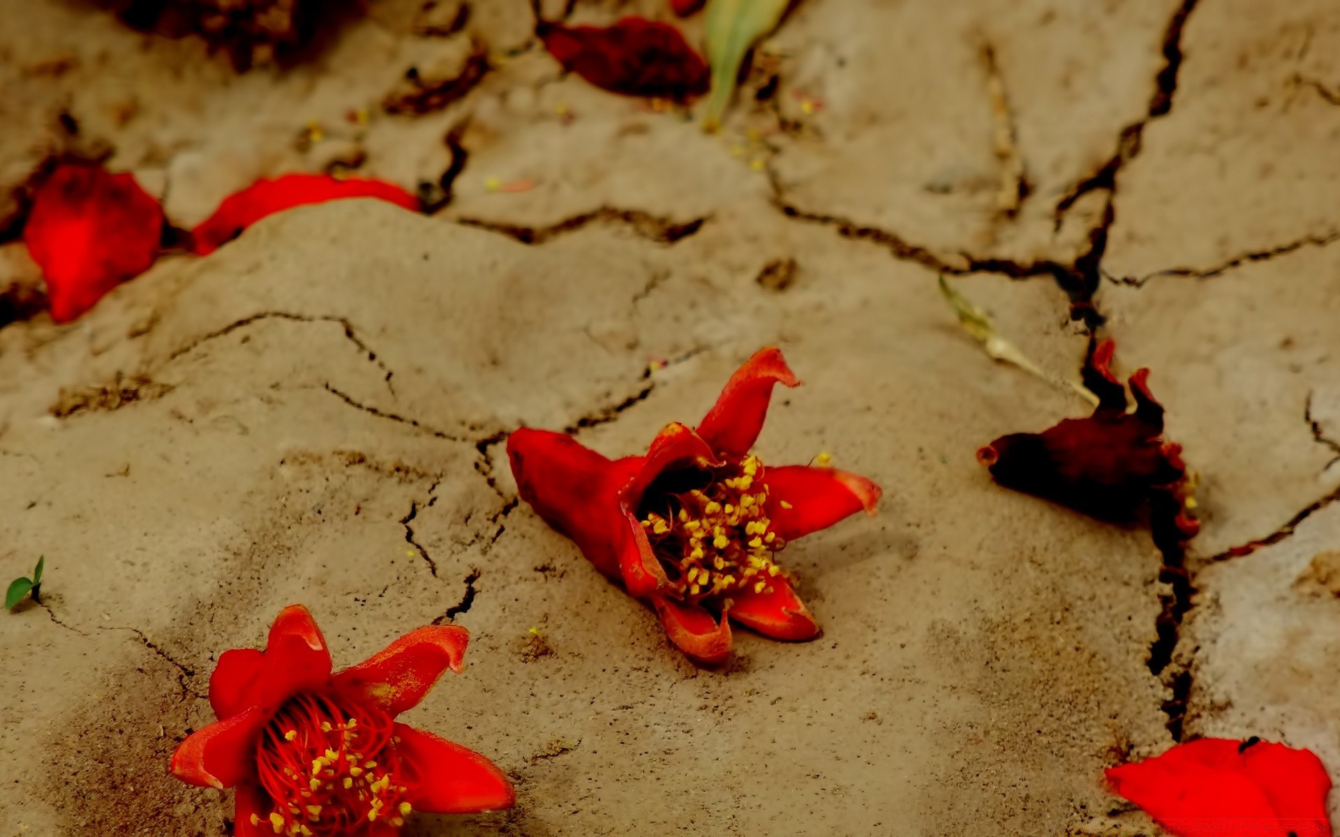 jahrgang weihnachten blume stillleben strand liebe winter sand ein