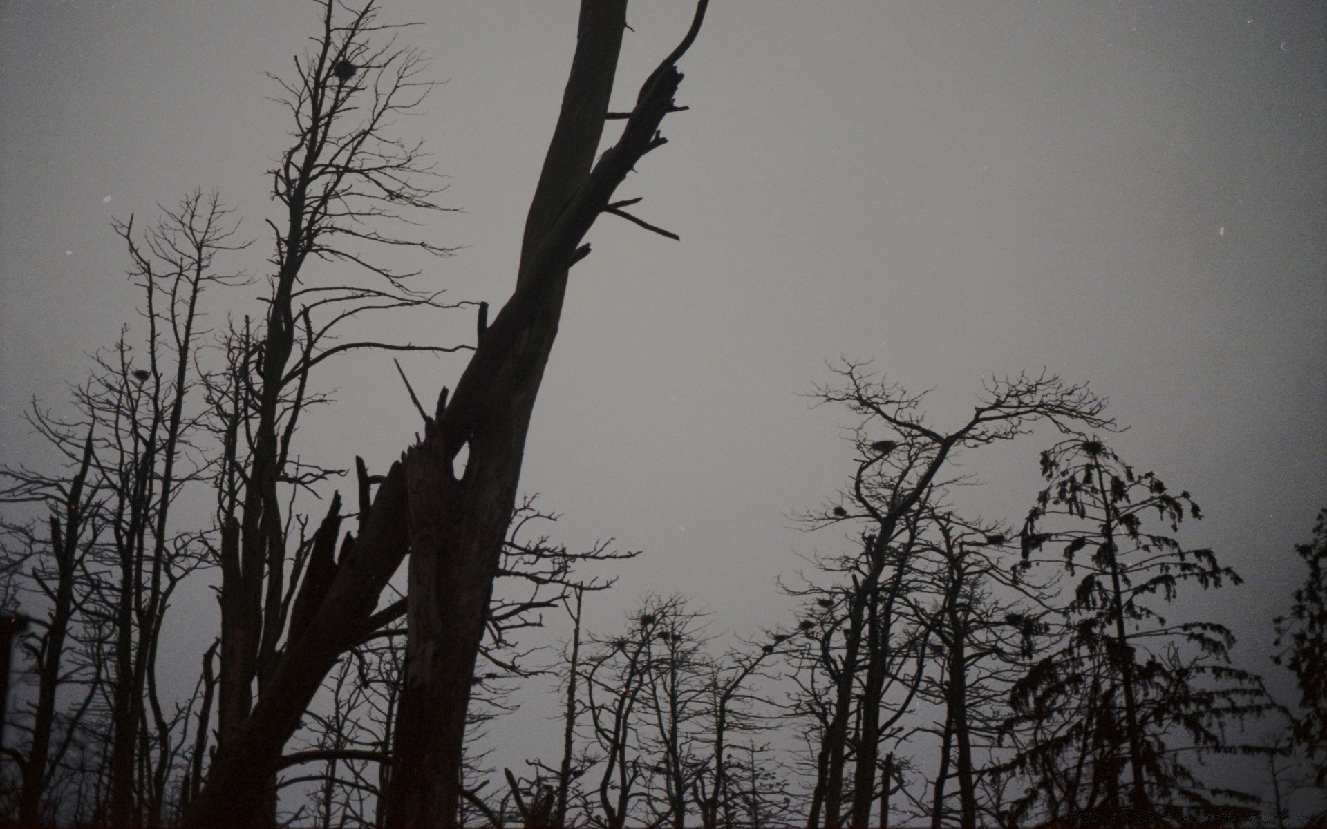 vintage albero paesaggio legno inverno natura ramo alba nebbia meteo silhouette illuminato autunno ambiente all aperto raccapricciante luce neve cielo