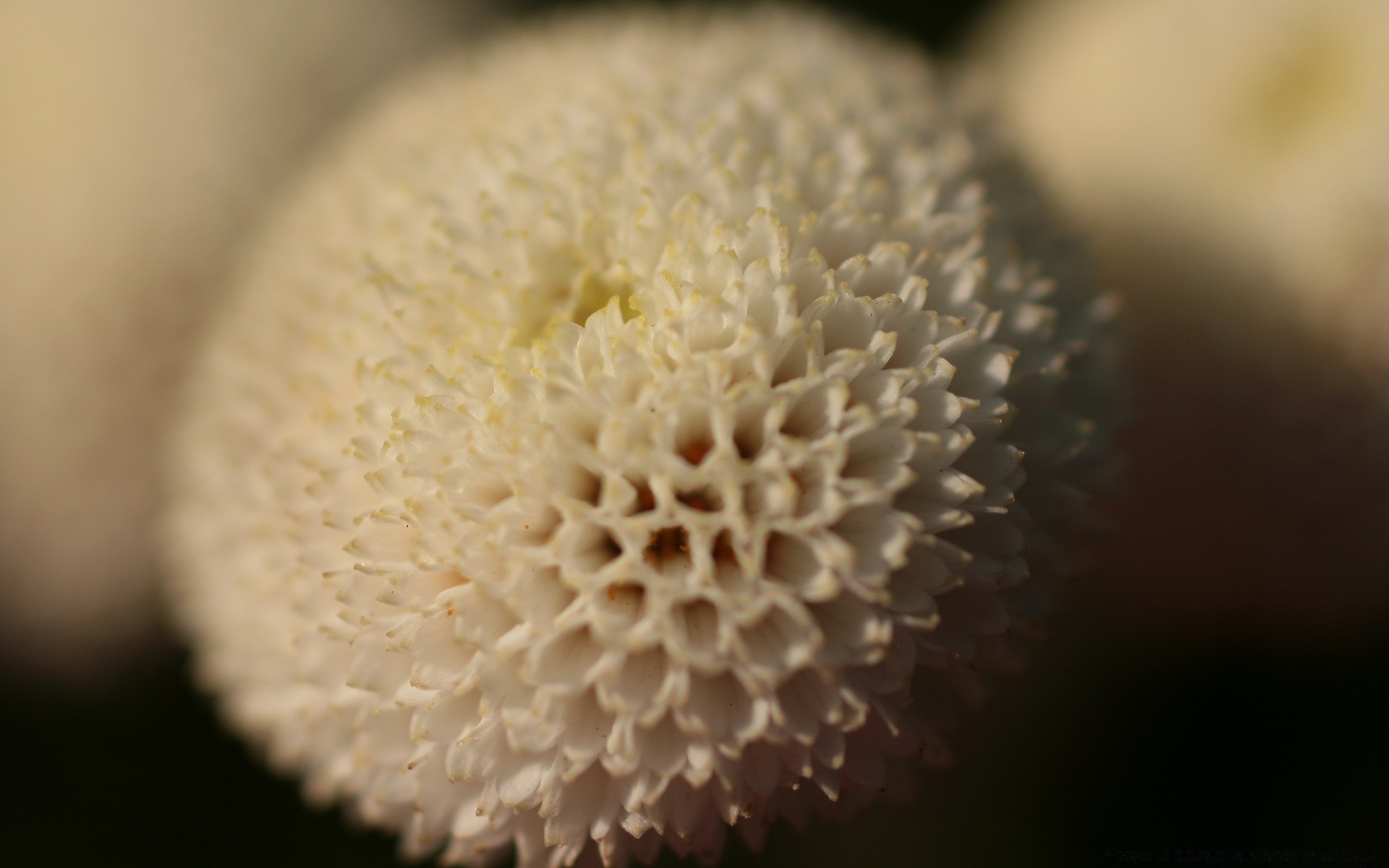 vintage natura desktop primo piano colore singolo sfocatura palla fiore