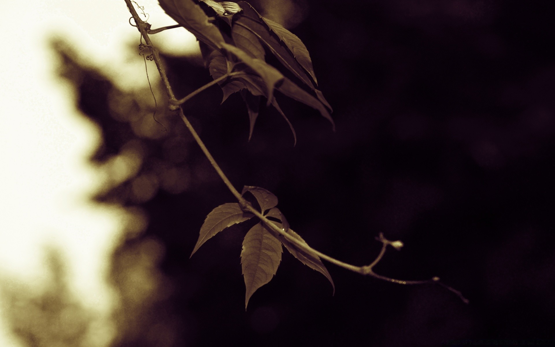 vintage hoja árbol naturaleza luz flora rama monocromo otoño jardín al aire libre escritorio flor iluminado abstracto silueta