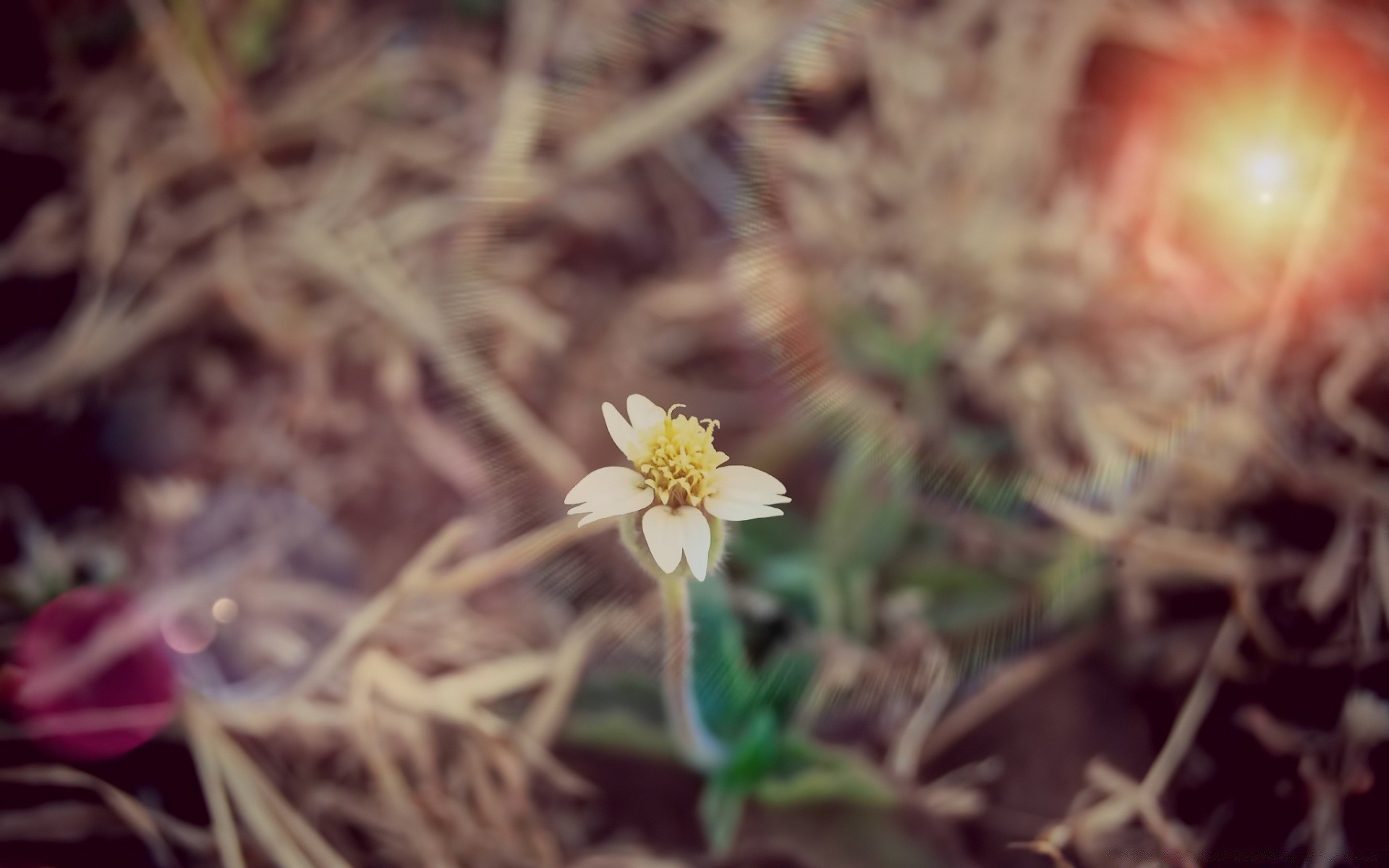 vintage doğa çiçek açık havada flora yaprak yaz yakın çekim çimen bahçe sezon renk