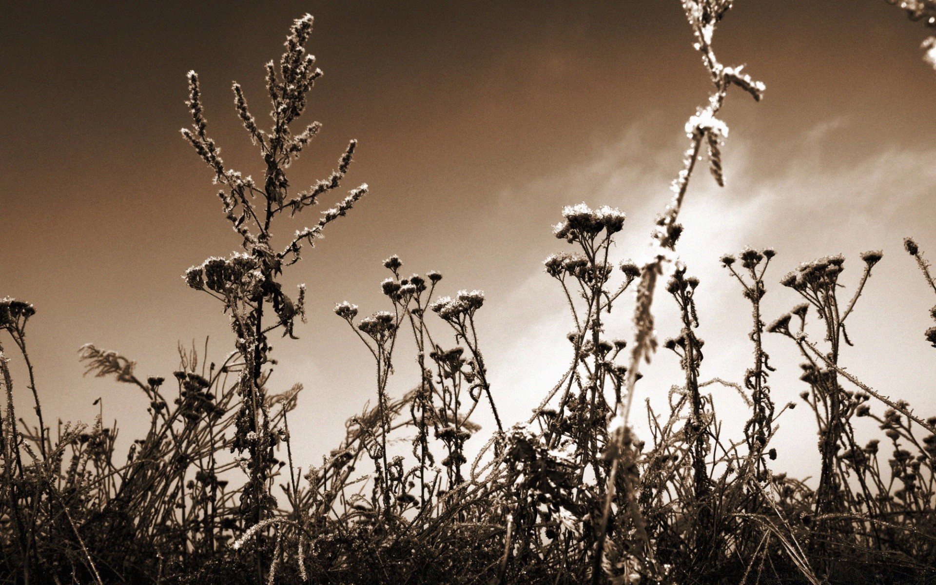 vintage natureza flor árvore flora folha céu ao ar livre monocromático