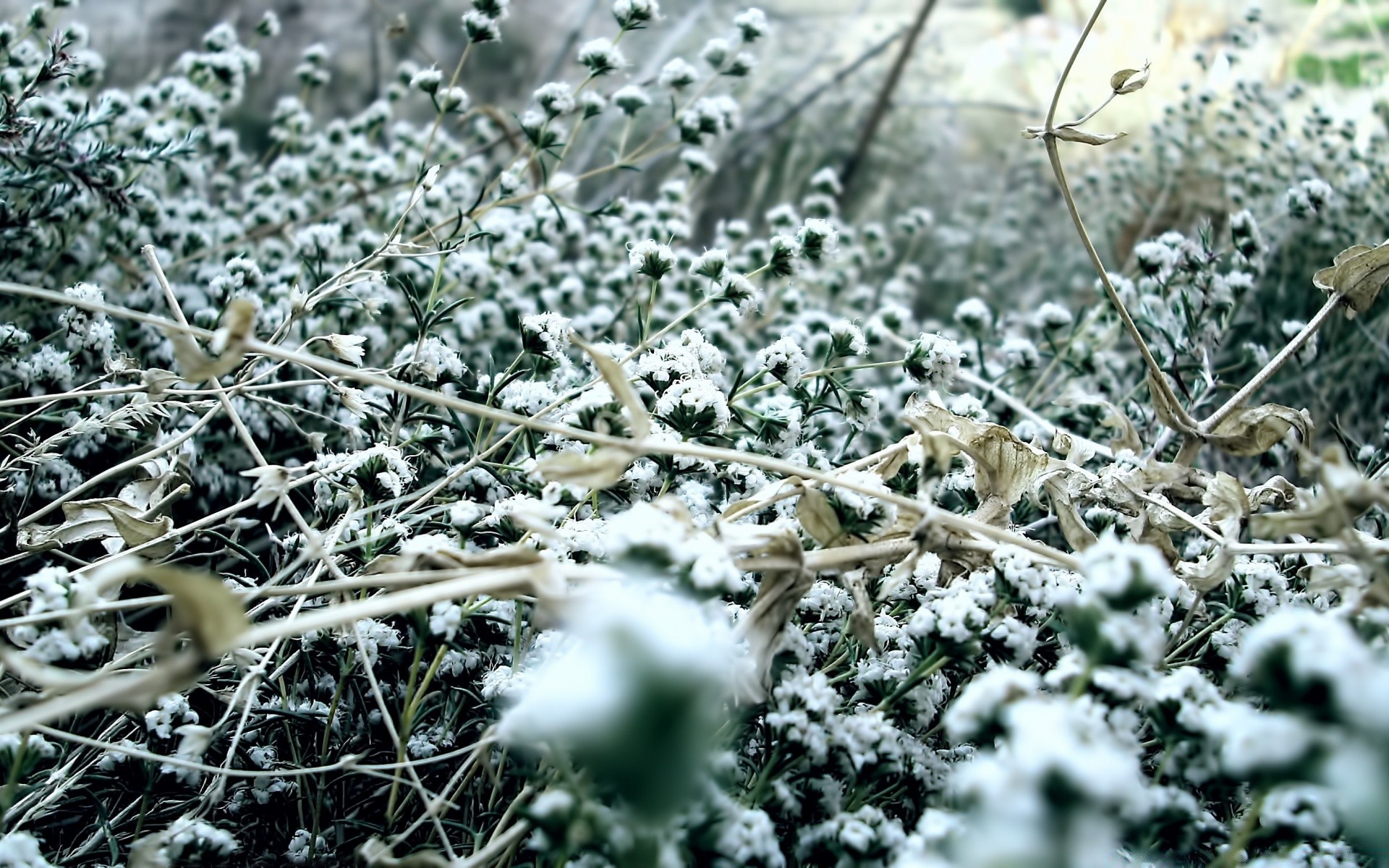 vintage gelo natura inverno freddo stagione all aperto neve flora gelido congelato albero meteo cristallo legno ramo foglia desktop close-up ghiaccio