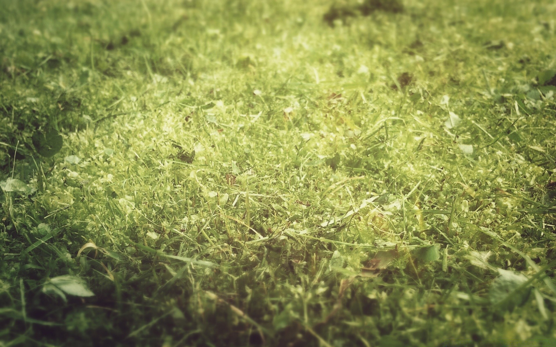 vintage flora área de trabalho grama natureza folha frescura textura ambiente close-up crescimento padrão campo verão solo jardim temporada grama agricultura perto comida