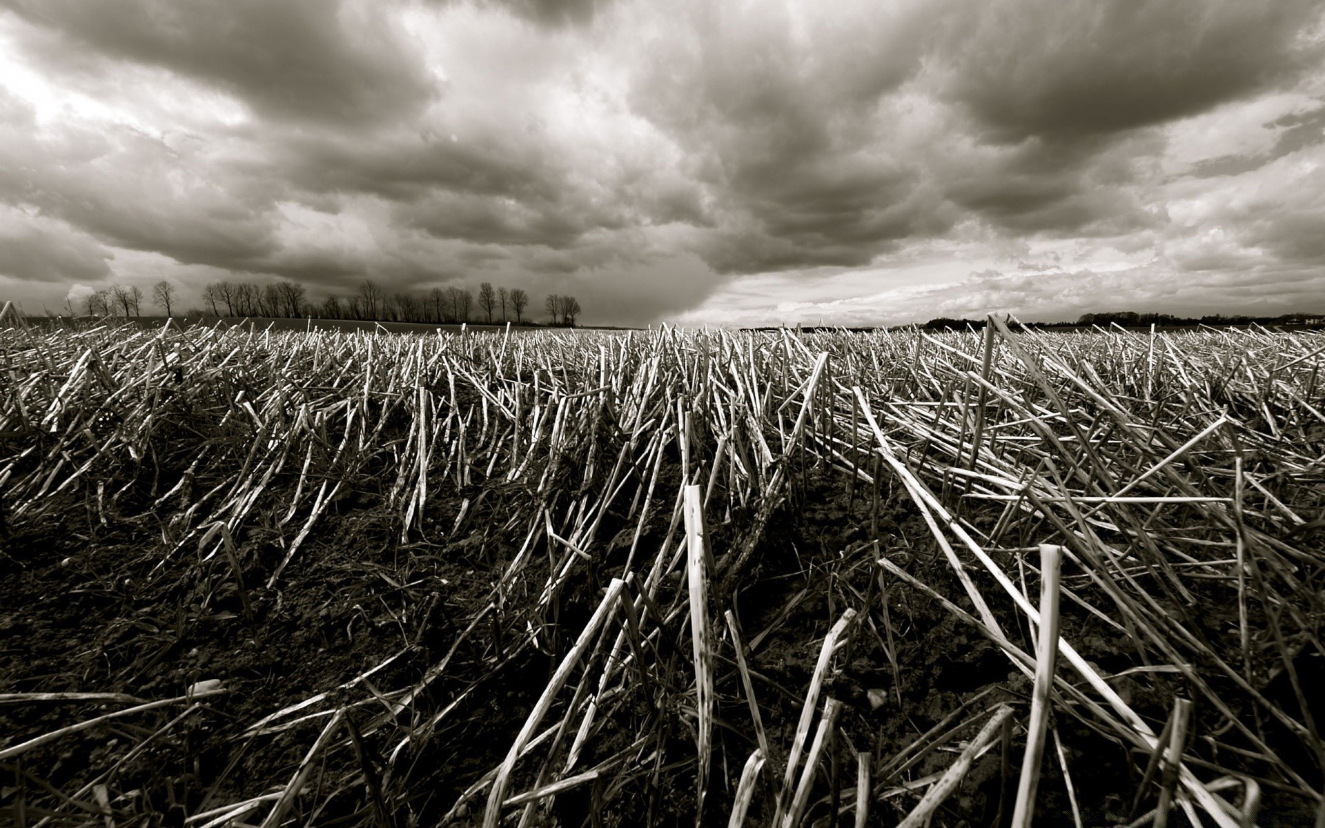 vintage monochromatyczny krajobraz natura pole płatki czarno-białe niebo trawa chmura burza farma jesień słoma rolnictwo drzewo